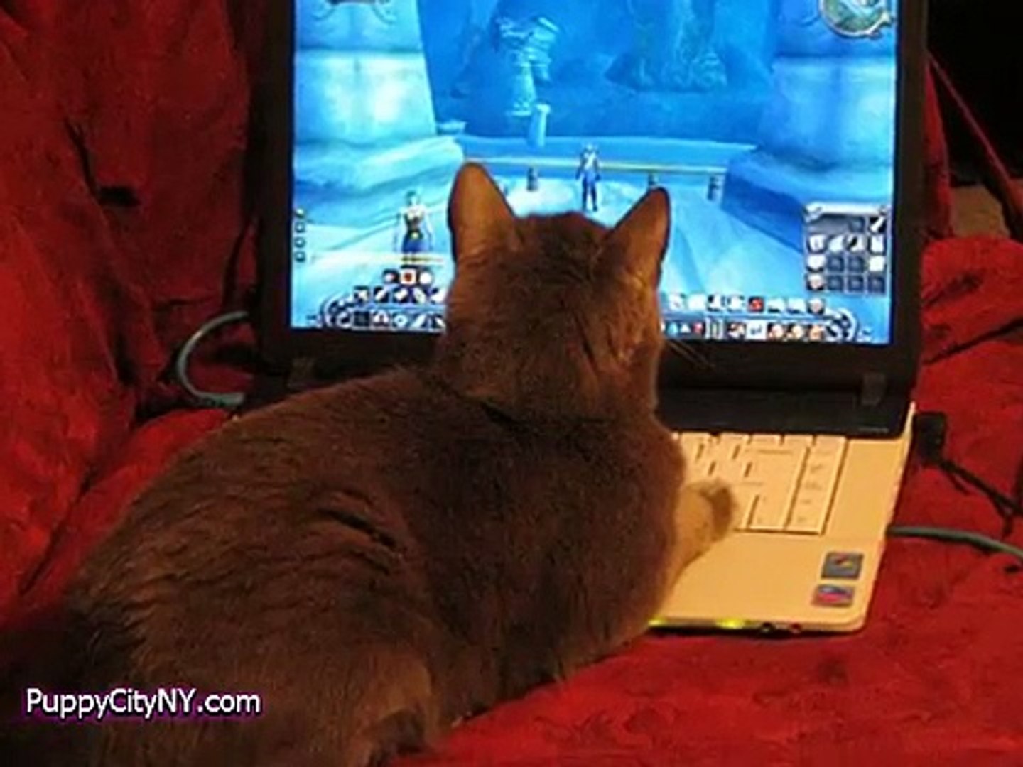 Pets Playing Video Games!