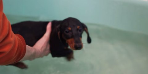 Little Dachshund Ajax Learns to Swim