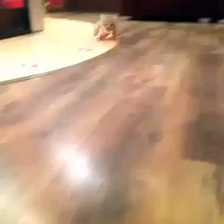 Laughs For Gags Baby Lion In the house