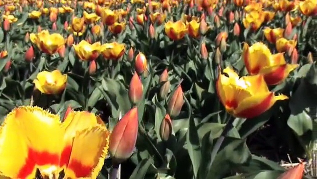 LES CHAMPS DE FLEURS   LISSE KEUKENHOF  15.04.2015.