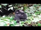 FUNNY ANIMAL VIDEOS - NEW FUNNY ANIMAL VIDEOS - HILARIOUS ANIMAL GIFS