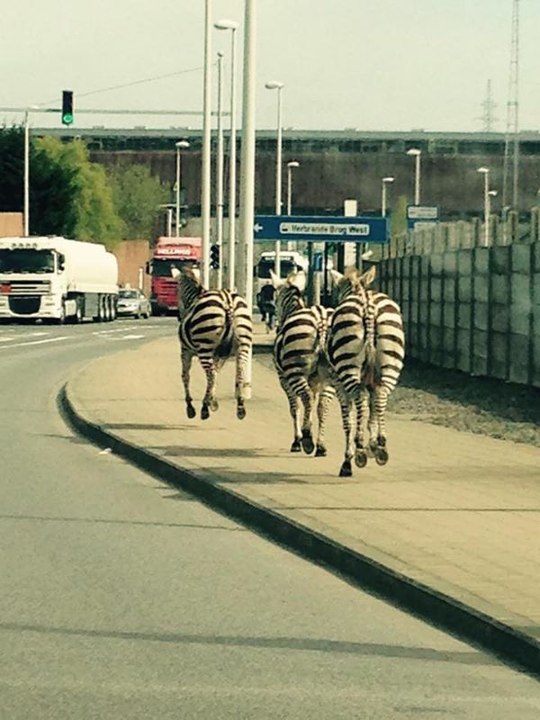 Quatre zèbres capturés entre Bruxelles et Vilvorde