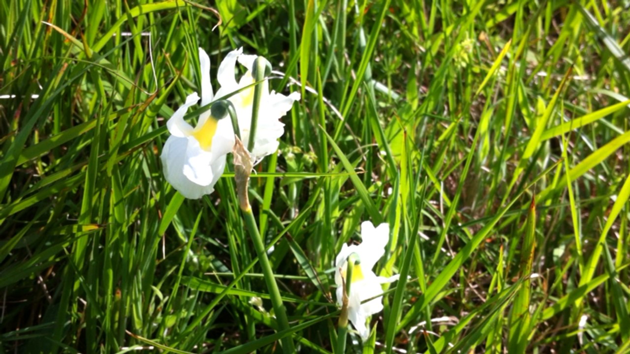 Le narcisse des Glénan.
