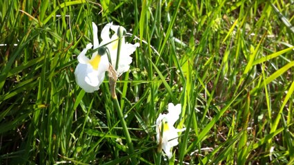 Le narcisse des Glénan.