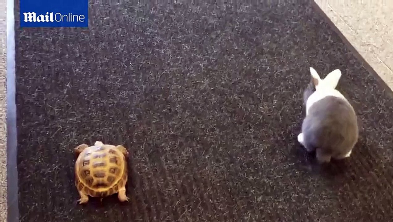 Real Race between Turtle and Rabbit