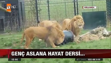 Aç gözlü aslan hayvanat bahçesinde kafasını bidona sıkıştırınca başına bunlar geldi