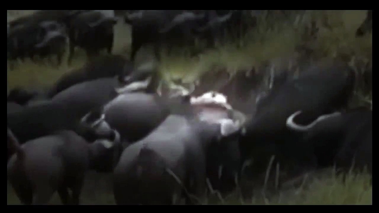 ʬ Animal Planet  | Discovery Channel | Wild Life Documentary 2015 | National Geographic Wildlife #4