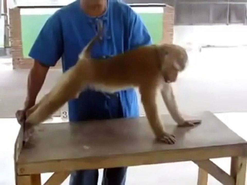 monkey push ups exercise funny push up monkey exercise video