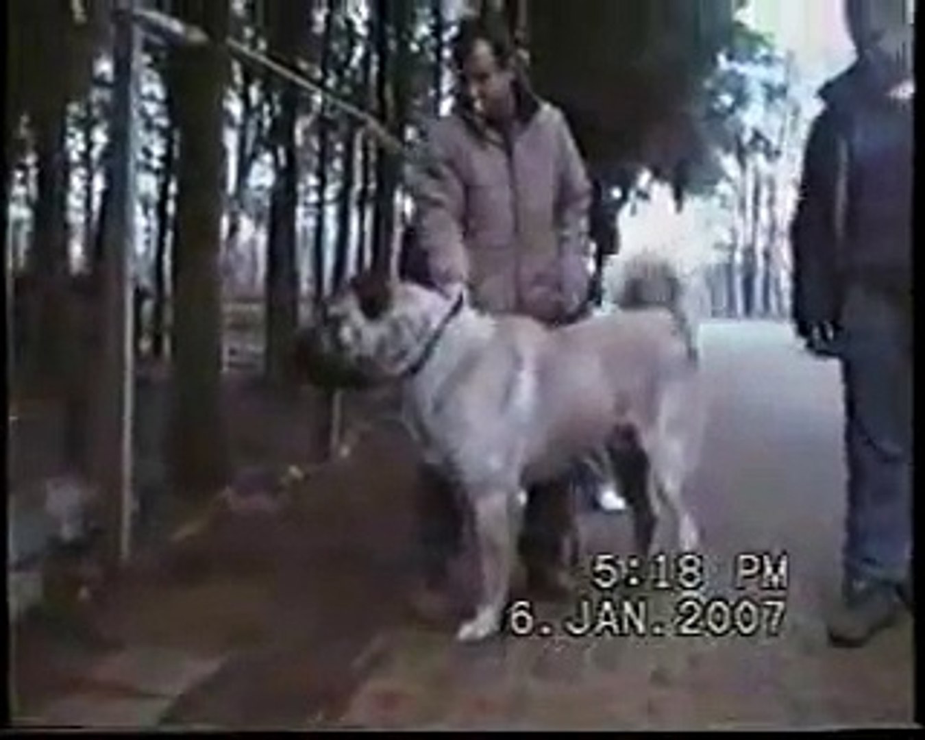 kurt öldüren köpekler