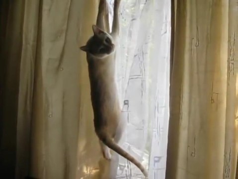 Кошачье развлечение - тюль придется поменять !!!