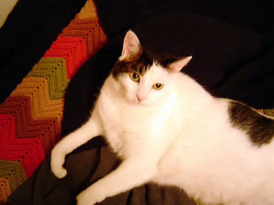 kitty cat