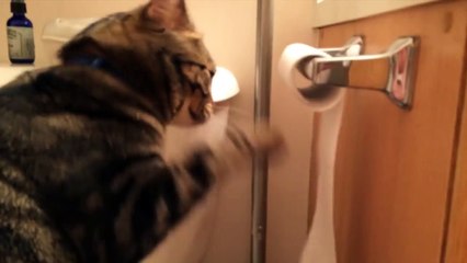 Willie Is Better Than Your Cat