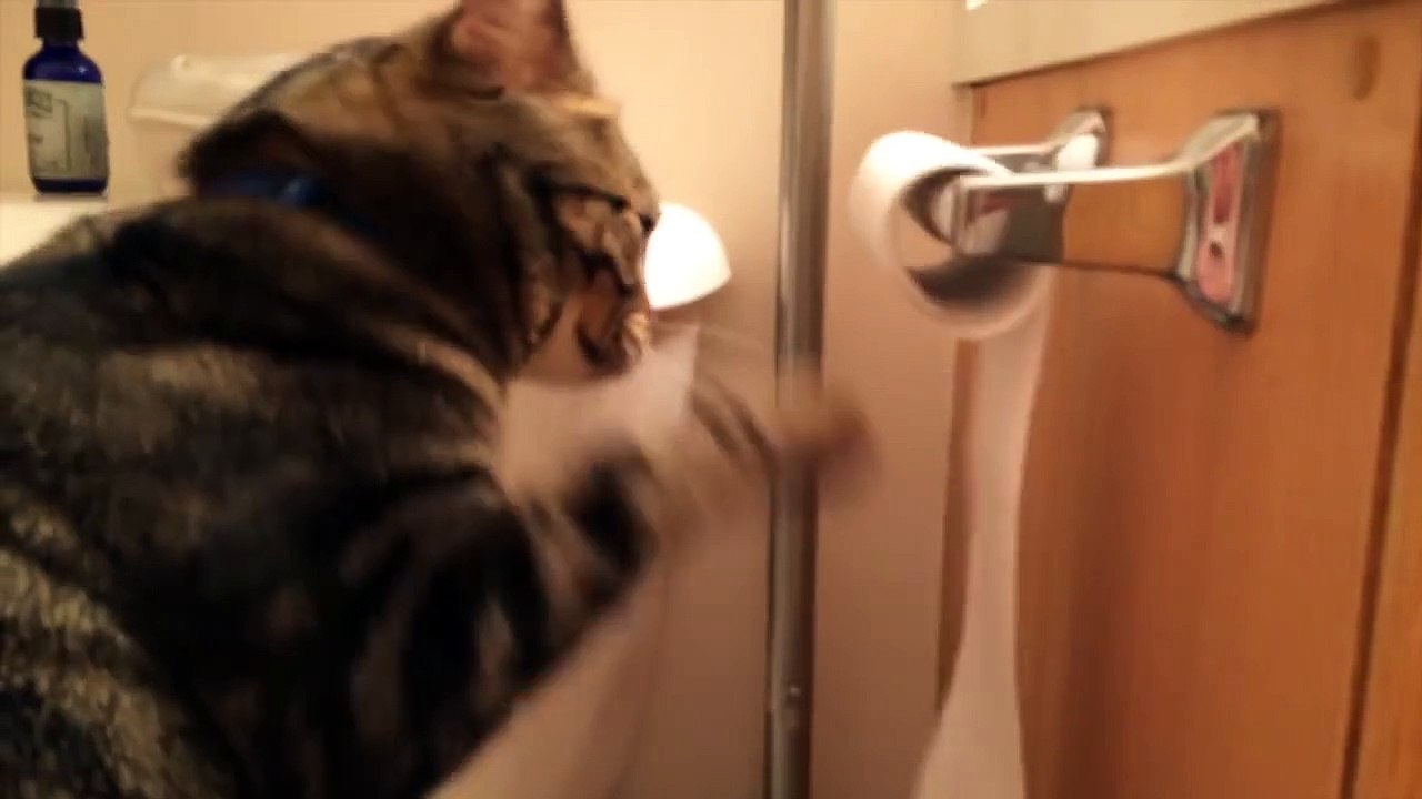Willie Is Better Than Your Cat