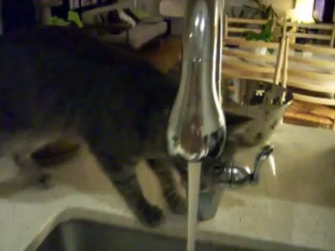 Cat Shower 2 (Woody Style, very funny and cute) 修行猫ウッディーのシャワー2