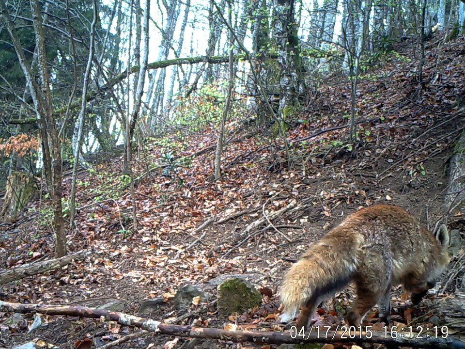 2015_renard_gite1