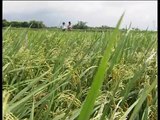 [VietnamLab.org - Environment analysis] Vietnam agriculture in climate change
