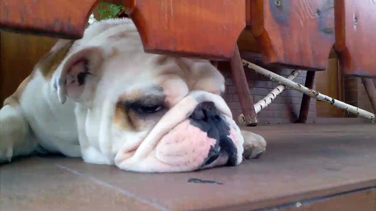 bulldog