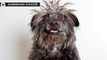 Shelter Dogs Get Makeovers To Get Adopted