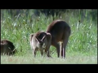 Kangaroo Boxing Extravaganza