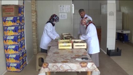 Avrupa'ya Kuzugöbeği Mantarı Muğla'dan Gidiyor