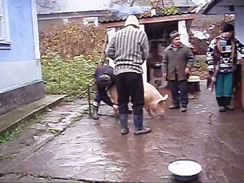 Как резать свинью...это жуткое зрелище