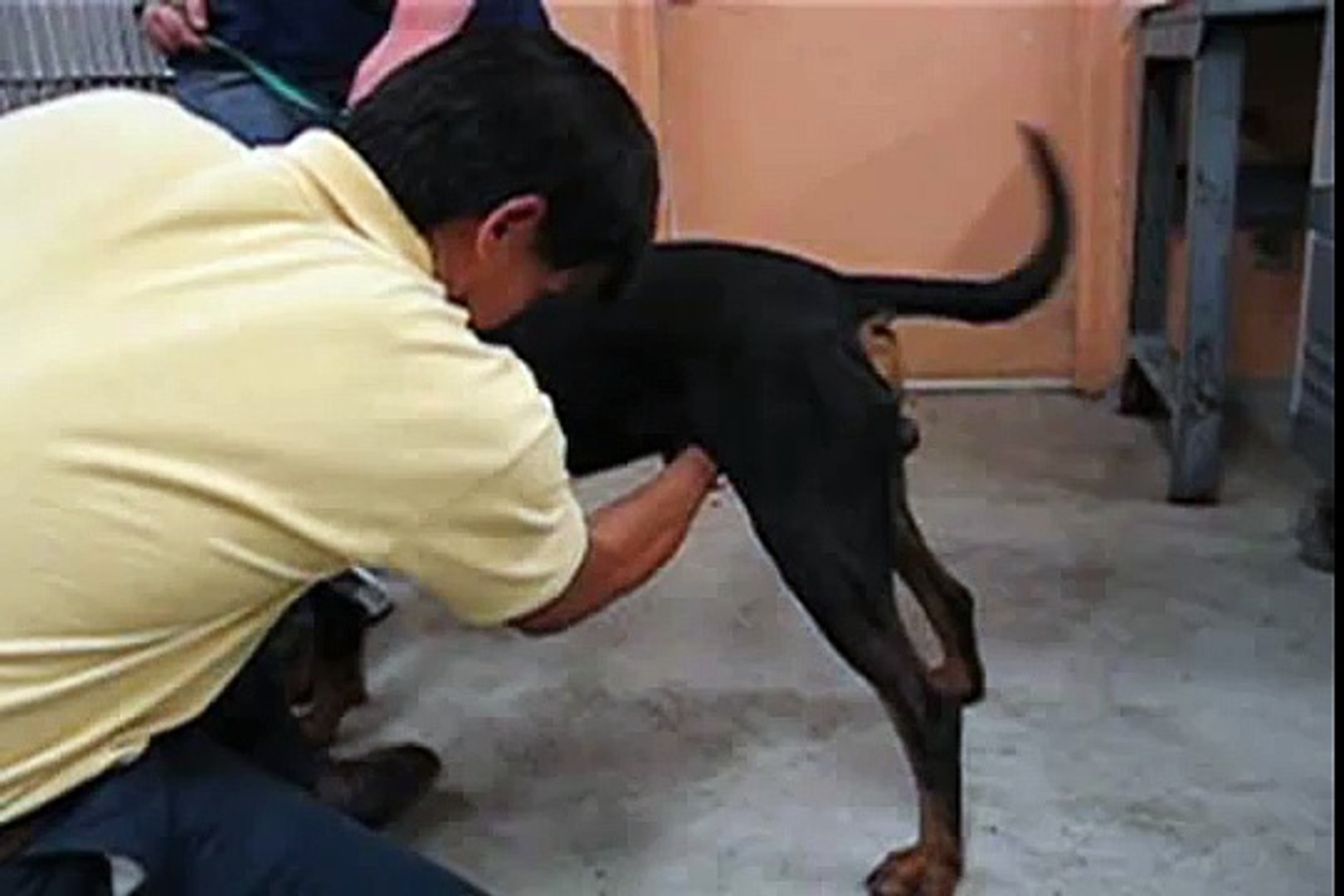 Frisky dog sex