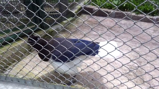 The exotic South American bird that sounds like a video game!