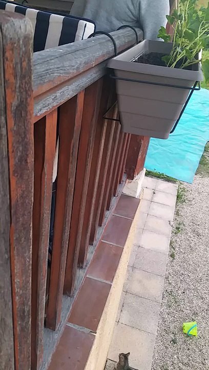 spider cat
