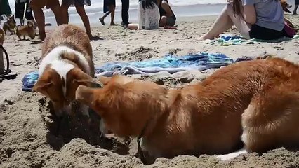 600 Corgis ensemble à la plage, un grand moment de tendresse !