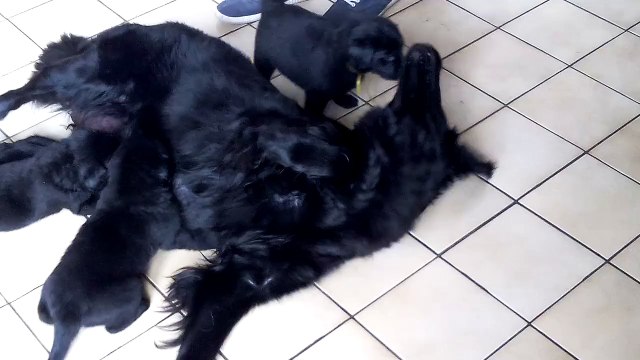 chiots flat coated des rives de l'hyrome