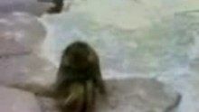 Singe-miroir.wmv