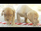 Candy Cane Puppies