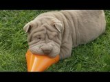 Shar Pei Puppies Throw A Shar Par-Pei Par-tay!