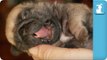 Pug Puppies Falling Asleep - Puppy Love