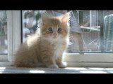 CAUGHT ON TAPE: Extreme Kitten Sunbathing