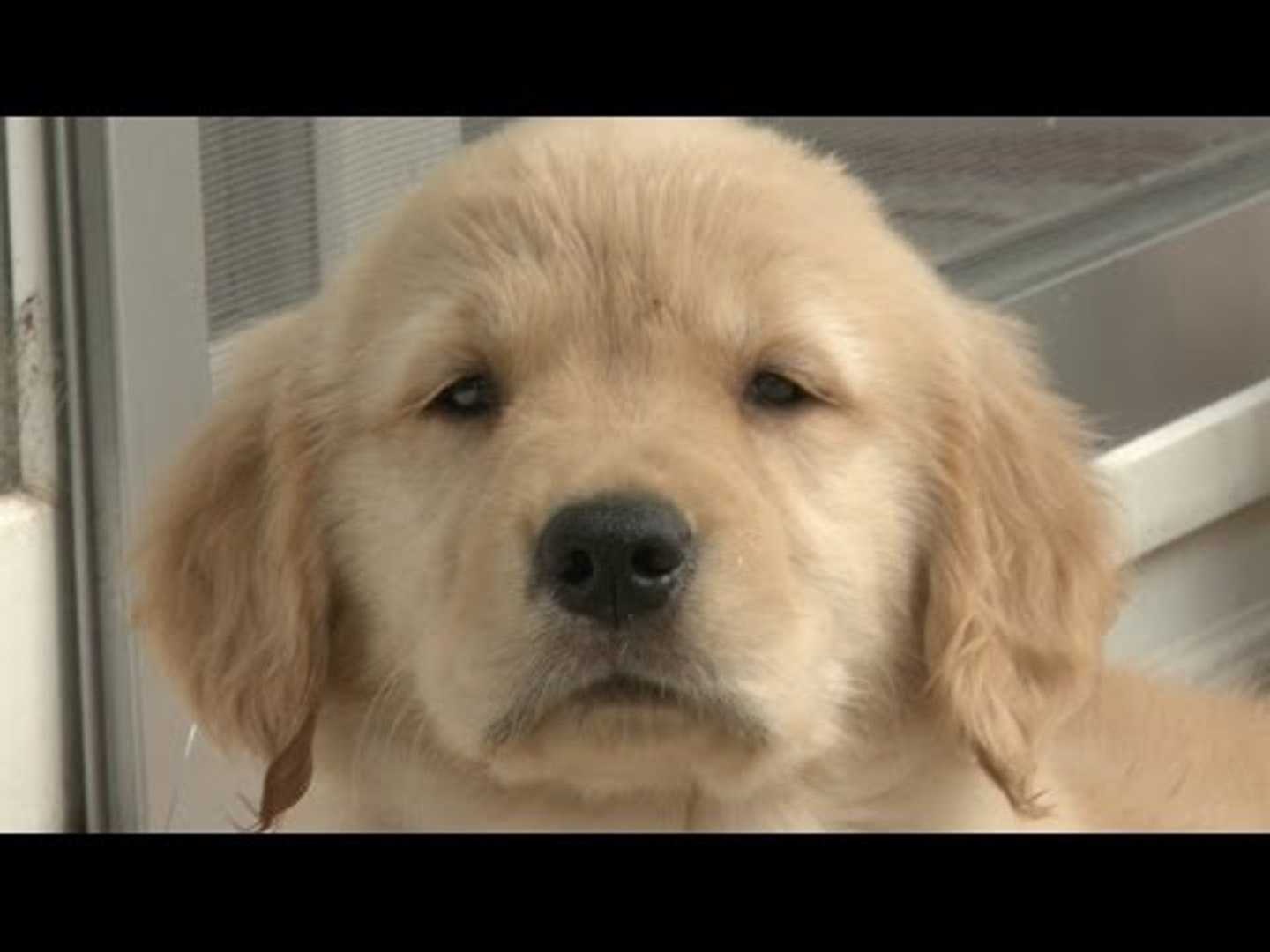 Amazing Animal Facts!: Golden Retrievers