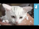 Heavy Metal Kitten Hates Your Shower