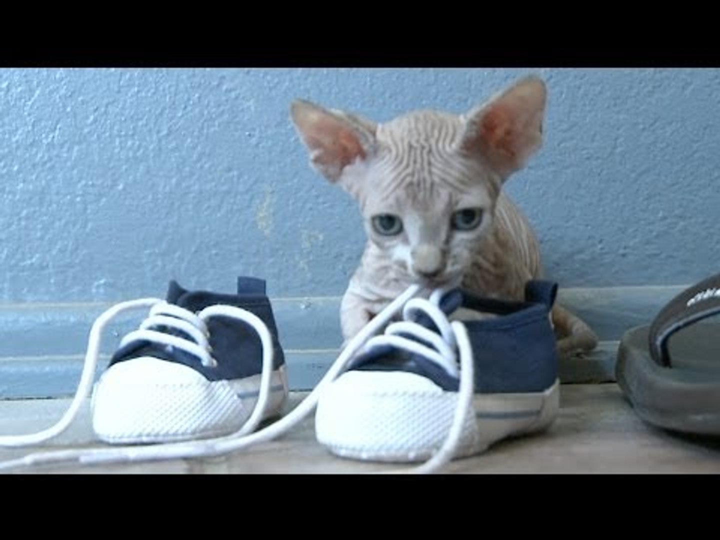 ⁣Sphynx Cats Are Always Naked, Love Shoes