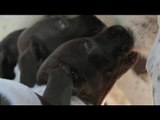 German Shorthaired Pointer Puppies Breast Feeding!