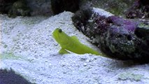 Goby and Pistol Shrimp (Sand)