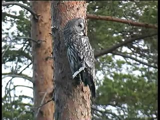 Great Grey Owl or Lapland Owl (Strix nebulosa)