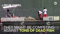 Tons Of Dead Fish Raising A Stink For Olympic Rowing