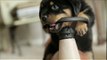 Adorable Rottweiler Puppy Rides a Tricycle