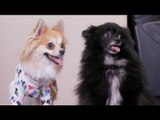 Pomeranians Dancing In a Onesie and Baby Shoes