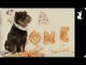 Robin Thicke - Blurred Lines / Furred Lines - PET PARODY Trailer
