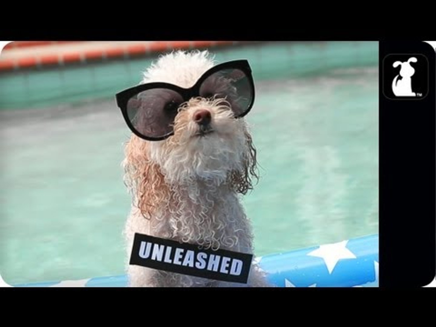 Miley Cyrus - We Can't Stop (PET PARODY) -- Maltey Cyrus - We Can Bark (Full Version)