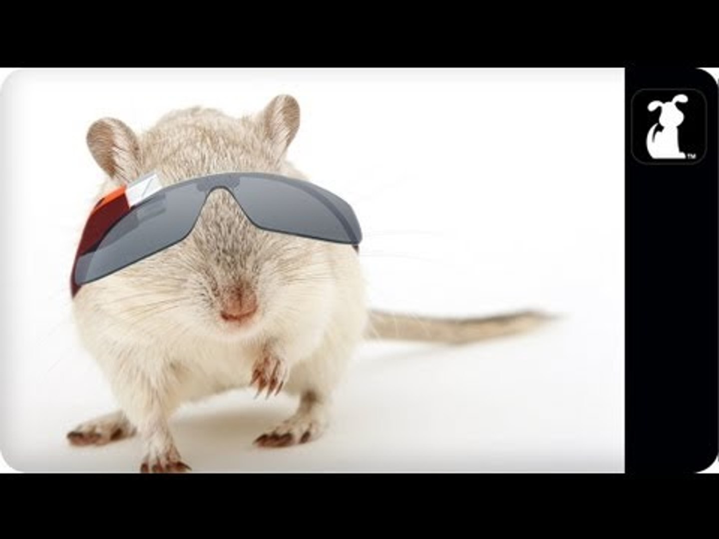 Hamster Wearing Google Glasses Google Glass Parody Hamster Cam Petody Video Dailymotion