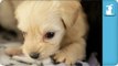 Puppy Pillow Fort - Puppy Love