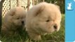 Fluffy Golden Chow Chow Puppies - Puppy Love