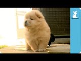 Award Chow - Red Carpet - Oscars 2013 - Chow Chow Puppy - Puppy Love
